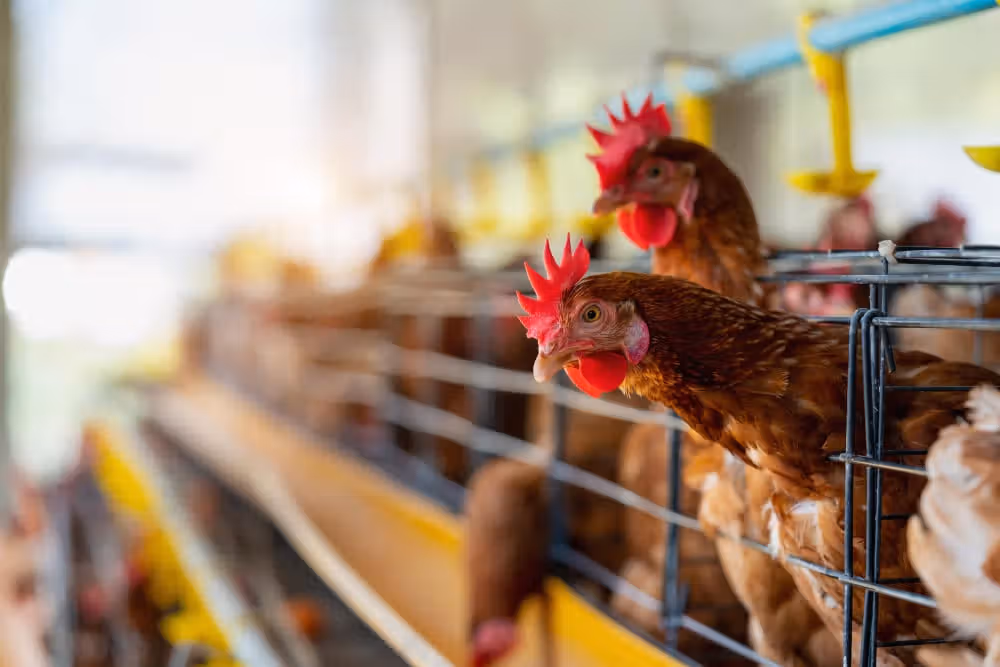 Prix du poulet : le kilo grimpe jusqu’à 24 DH à Casablanca